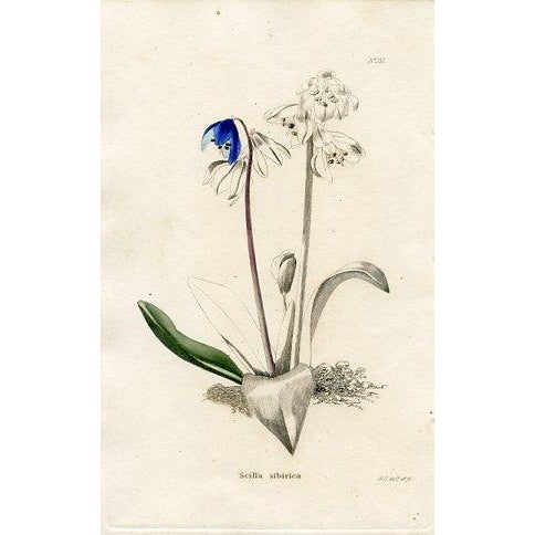 1820s, the Botanical Cabinet, Set of 6 Antique Botanical Prints, Engravings, Hand Colored, England For Sale - Image 6 of 8