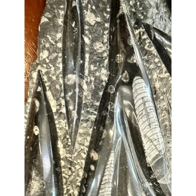 Plum Orthoceras Fossil, 1800s For Sale - Image 4 of 11