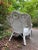 Early 20th Century Early 20th Century Victorian White Wicker Rattan Chaise Lounge Chair For Sale - Image 5 of 11
