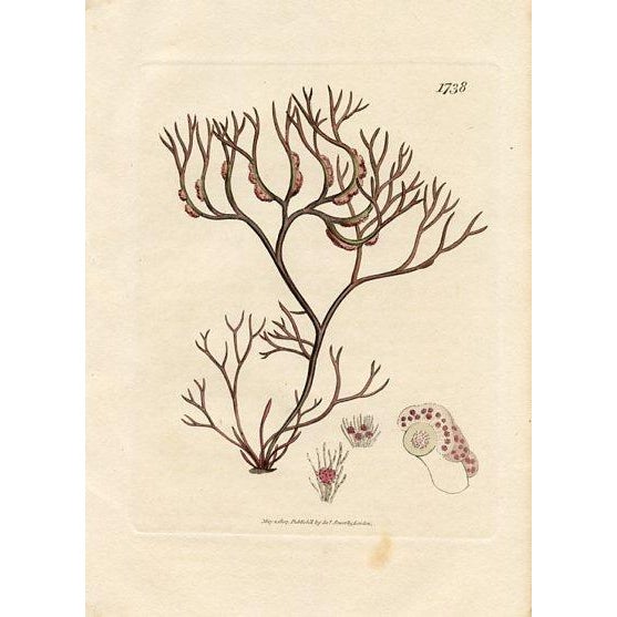 Early 19th Century Antique Seaweed Prints by Sowerby, Set of 6, Early 1800s, Original Hand Colored Engravings, England For Sale - Image 5 of 7
