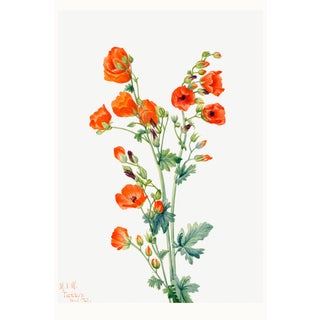 Scarlet Globe Mallow, Vintage Botanical Art Print Reproduction by Mary Vaux Walcott, 40" X 60" For Sale