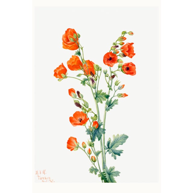Scarlet Globe Mallow, Vintage Botanical Art Print Reproduction by Mary Vaux Walcott, 40" X 60" For Sale