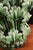 Green Vase with Leaf Decoration from Manises, 1950s For Sale - Image 6 of 8