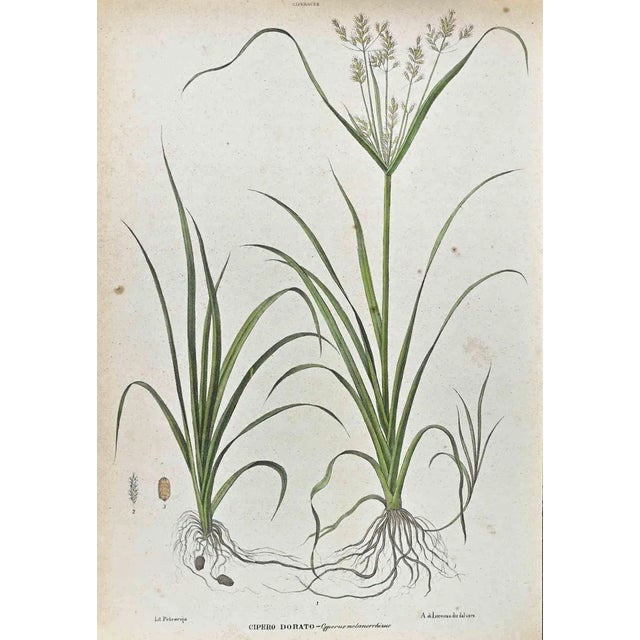 Vincenzo Tenore, The Cyperaceae, Lithograph, 1870s For Sale