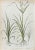 Vincenzo Tenore, The Cyperaceae, Lithograph, 1870s For Sale