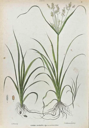 Vincenzo Tenore, The Cyperaceae, Lithograph, 1870s