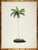 Set of 6 Palm Trees in Bamboo Moulding For Sale In Atlanta - Image 6 of 8