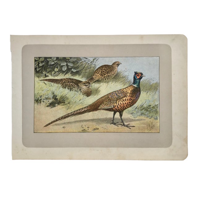 Early Color Photographyパンテオン 写真 フランス アート Lot - Hermann Herzog, (1832-1932 Philadelphia, PA), Forested