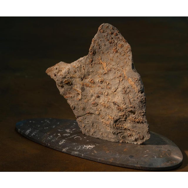 Rock Large Sculpture in Jurassic Natural Rock by Nerinea For Sale - Image 9 of 11