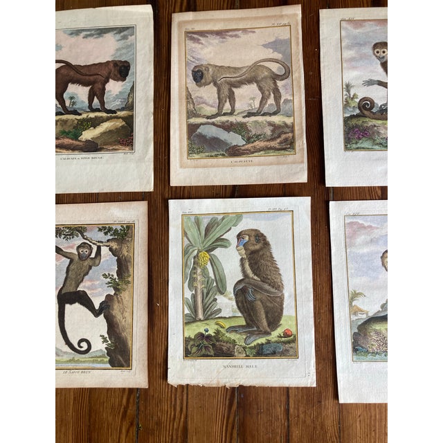 Beautiful set of eight 19th century color engravings by Georges-Louis Leclerc de Buffon of various monkeys. They are in...