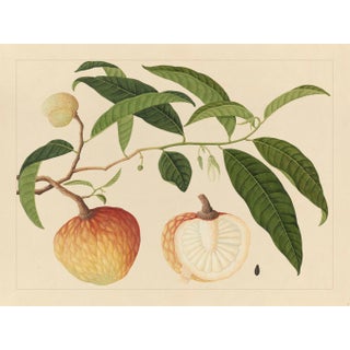 Golden Tropic Botanicals, Giclée Print #19 Reproduction For Sale