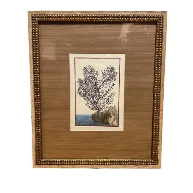 Early 20th Century Hand Colored Tree Engraving For Sale - Image 4 of 9