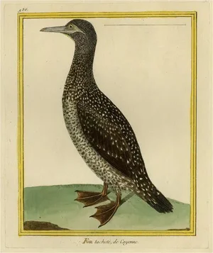 Martinet, Bird Illustration of the Northern Gannet, 1770, Hand-Colored Print