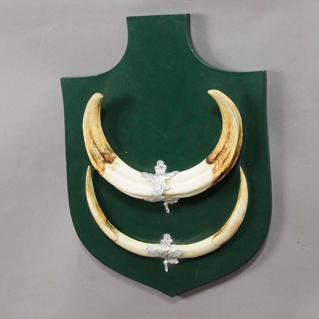 Great Wild Boar Trophy Mount on Wooden Plaque ca. 1950s A large vintage wild boar (Sus scrofa) trophy on wooden plaque...