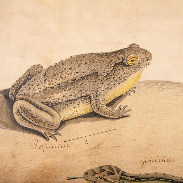 19th Century Czechoslovakian Educational Chart of Amphibians For Sale - Image 14 of 17