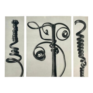 Antique Botanical Blossfeldt Print - No. 53 For Sale