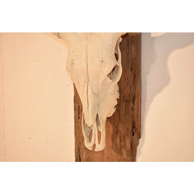Circa 1970's Mounted Steer Skull For Sale - Image 4 of 10