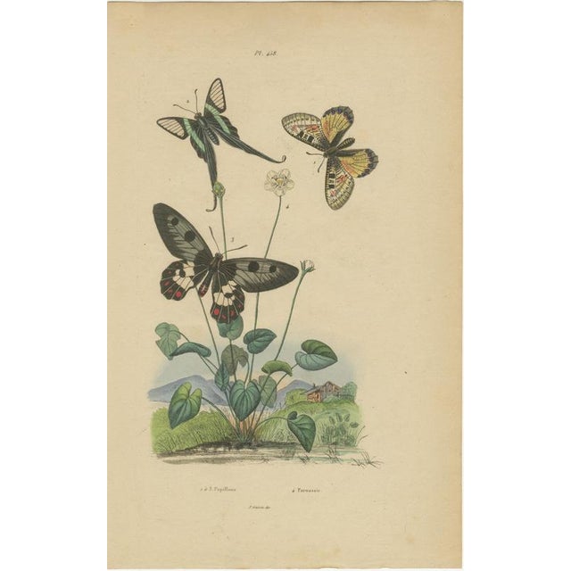 E. Guérin, Butterfly with Caterpillars, 1835, Engraving, Set of 2 For Sale - Image 3 of 11