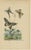 E. Guérin, Butterfly with Caterpillars, 1835, Engraving, Set of 2 For Sale - Image 3 of 11
