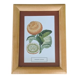 Citrus Fruit Botanical Bookplate by Joseph Risso and Pierre Poiteau Framed For Sale