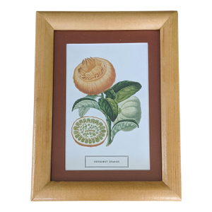 Citrus Fruit Botanical Bookplate by Joseph Risso and Pierre Poiteau Framed