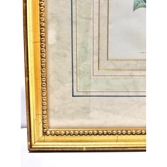 Pink 19th Century Hand-Colored Botanical Engravings of Geraniums – Framed Pair, Circa 1840s For Sale - Image 8 of 12