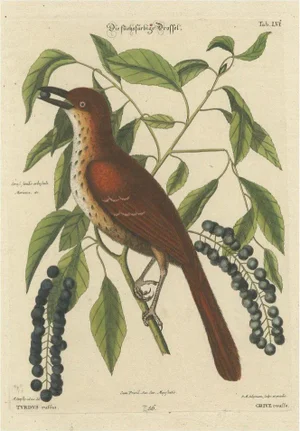 Fox-Colored Thrush, 1749, Paper
