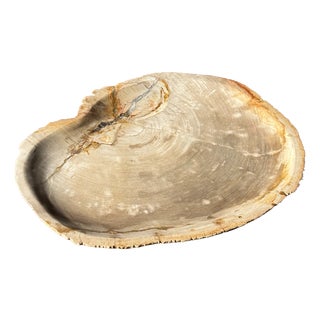 Large Beige Petrified Wood Storage Tray or Dish For Sale