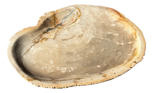 Large Beige Petrified Wood Storage Tray or Dish