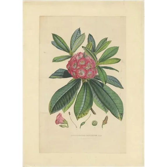 Mid 19th Century Van Houtte, Rhododendron Barbatum, 1849, Paper For Sale - Image 5 of 5