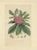 Mid 19th Century Van Houtte, Rhododendron Barbatum, 1849, Paper For Sale - Image 5 of 5