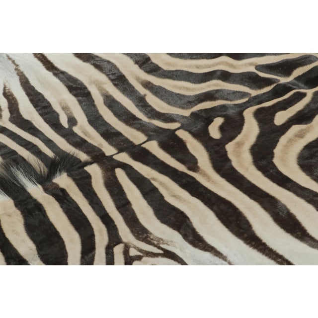 Modern Rug & Kilim’s Contemporary Burchell Zebra Hide Rug With Classic Black Stripes (Pair) For Sale - Image 3 of 9