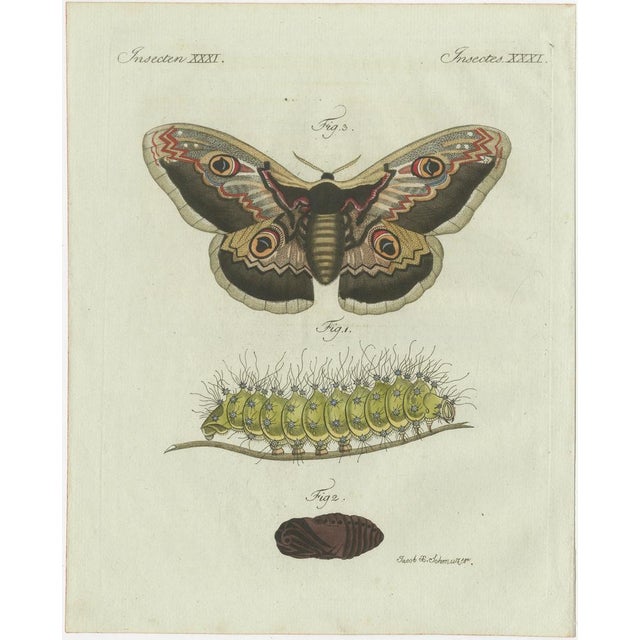 Bertuch, Set of Three Antique Butterfly and Moth Prints, Engraving For Sale - Image 4 of 9