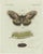 Bertuch, Set of Three Antique Butterfly and Moth Prints, Engraving For Sale - Image 4 of 9