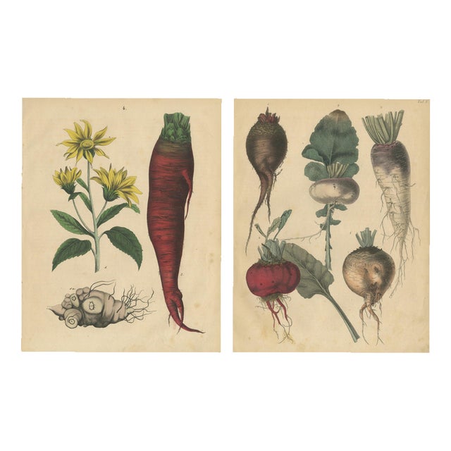 Calwer, Root Vegetables, Beets, Carrots, Turnips, 1852, Prints, Set of 2 For Sale