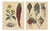 Calwer, Root Vegetables, Beets, Carrots, Turnips, 1852, Prints, Set of 2 For Sale