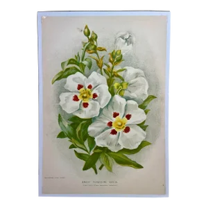 Antique Botanical Print From England Showcasing a White Flowering Gum Citrus Flower With Green Foliage - Circa 1893