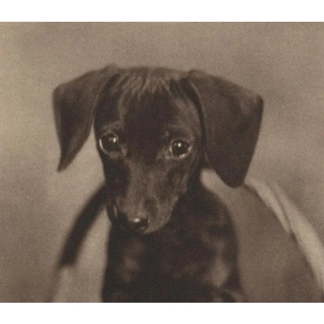 Utterly charming vintage photograph print. Dachshund Puppy photogravure. Measures 7-3/8 x 5-1/2" for a child's room,den,...