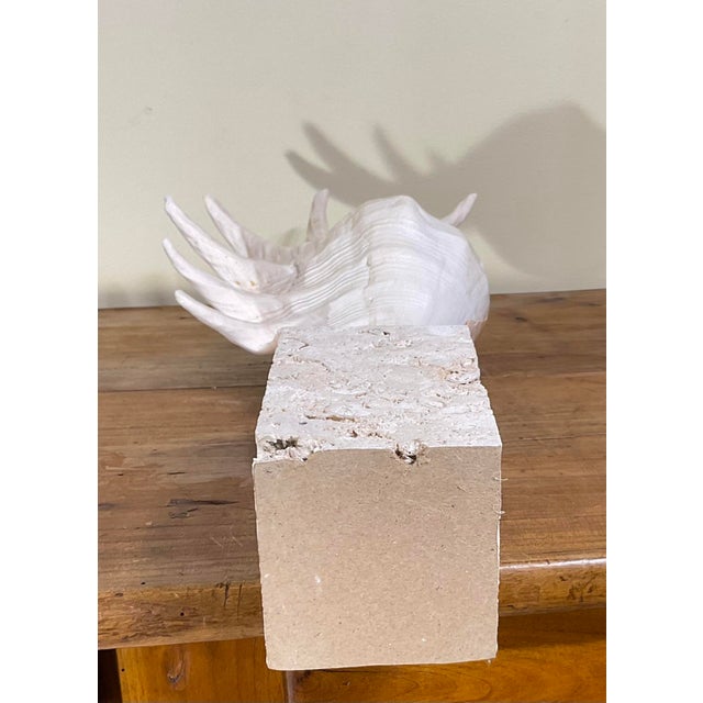 Exquisite Fine Art Shell & Crystal Sculpture by Joseph Malekan For Sale - Image 12 of 15
