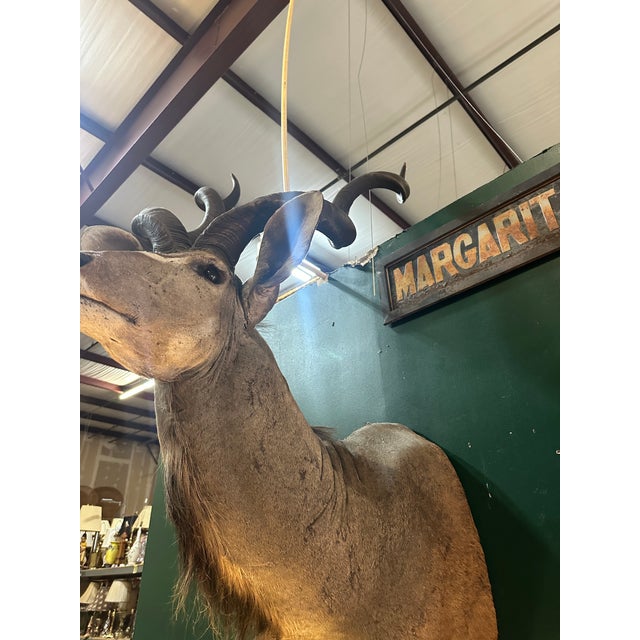 Brown 1970s Large Taxidermy Kudu Head With Curved Horns For Sale - Image 8 of 8