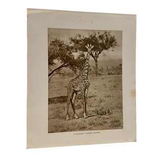 1920s African Safari Giraffe Rotogravure Photograph For Sale