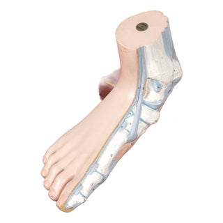 Vintage Anatomical Foot Model For Sale