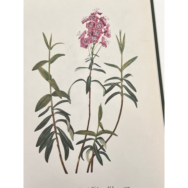 Vintage Botanicals Set of 2- Authentic 1953 Wild Flower Prints For Sale - Image 4 of 6
