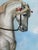 Large Antique Signed European Equestrian Portrait Oil Painting Late 19th Century For Sale - Image 12 of 17