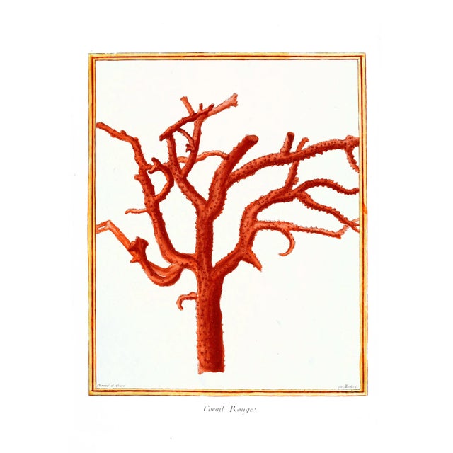 Victorian Cabinet of Curiosities Print Set Butterflies and Coral For Sale In Los Angeles - Image 6 of 8