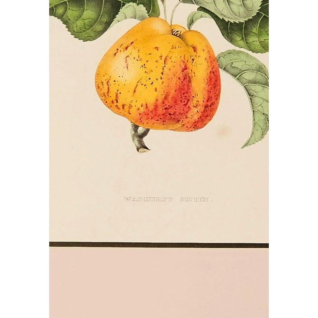 Traditional Print From Botanical Study of Fruits and Nuts by Duhamel Du Monceau, Early 19th Century For Sale - Image 3 of 5