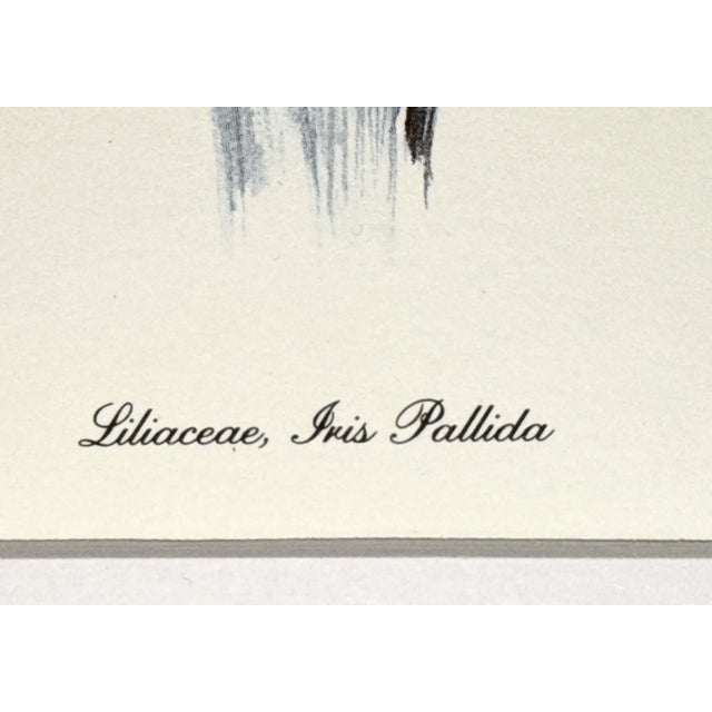 Vintage Botanical Print For Sale - Image 4 of 14