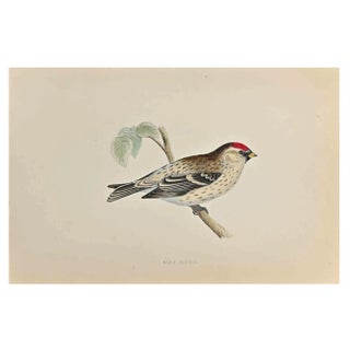 Alexander Francis Lydon, Mealy Redpole, Woodcut Print, 1870 For Sale