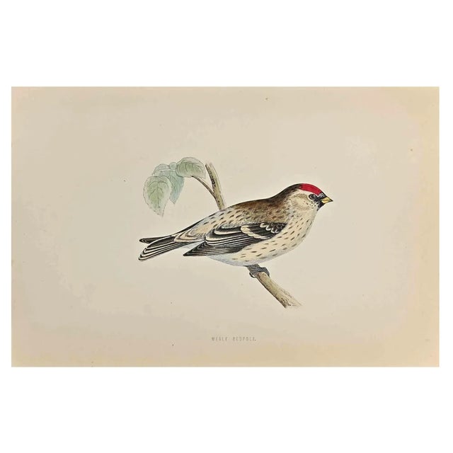 Alexander Francis Lydon, Mealy Redpole, Woodcut Print, 1870 For Sale