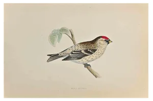 Alexander Francis Lydon, Mealy Redpole, Woodcut Print, 1870